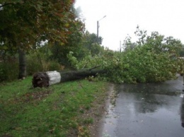В Одессе и области рухнули 68 деревьев, - ГСЧС