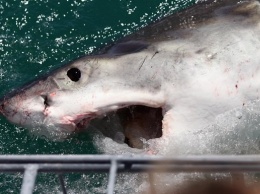Нападение акулы на клетку с дайверами «шокировало» Сеть (ВИДЕО)
