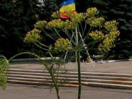 Настоящий укроп на фоне флага Украины в центре оккупированного боевиками Антрацита, - фотофакт