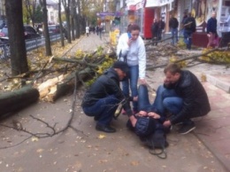 Возле "Ботанического сада" на харьковчанку упало дерево: пострадавшая в больнице