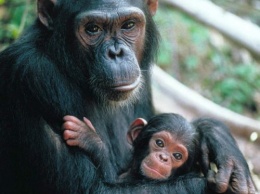 Ученые: Шимпанзе учат своих детей изготавливать оружие