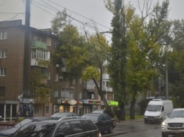 На проспекте Шевченко деревья упали одесситам в окна (ФОТО)