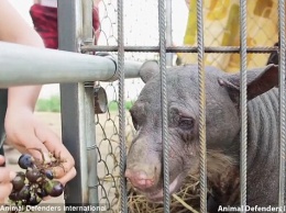 В Южной Америке зоозащитники спасли лысую, покалеченную в цирке медведицу