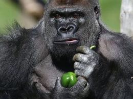 В Лондоне полицейские поймали гориллу
