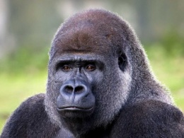 В Лондонском зоопарке потратили полтора часа на то, чтобы поймать сбежавшую гориллу