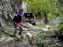 Какова будет в Черноморске судьба деревьев, пострадавших от урагана (фото)