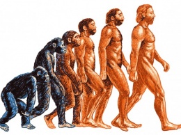 Специалисты обновили модель человеческой эволюции