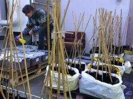 Финляндии трюфели будут выращивать прямо возле дома - саженцы со спорами скоро поступят в продажу
