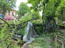 Более половины обрушившихся в Одессе деревьев уже убрали
