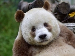 Единственная в мире коричневая панда живет в Шаньси (Фото)