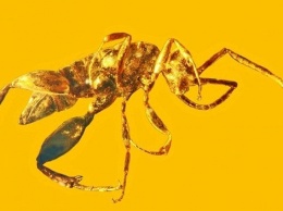 На Земле 100 миллионов лет назад обитали осы без крыльев