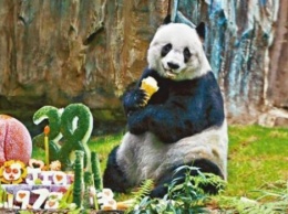 В Гонконге на 39 году жизни умерла самая старая панда в мире