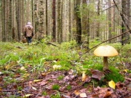 В крымских лесах заблудились и замерзли грибник с 4-летним ребенком (ФОТО)