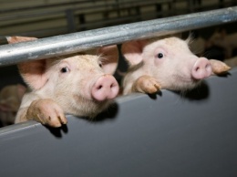 На Киевщине в результате заражения АЧС погибли 35 домашних свиней