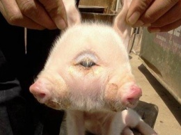 В Китае родился поросенок с двумя пятачками и тремя глазами
