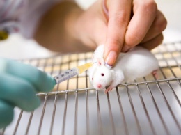 Ученые из Японии создали живых мышей методом формирования яйцеклеток