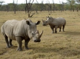 В Зимбабве голова носорога застряла в автомобильной шине. Пришлось спасать