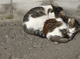 На Котовского в Одессе на глазах детей потравили дворовых кошек