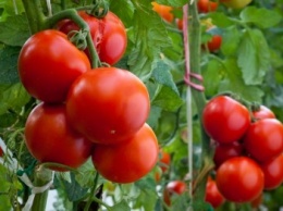 Херсонские «убыточные» помидоры отправили бойцам АТО