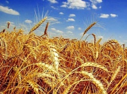 ФАО: в Украине в этом году прогнозируется уменьшение объемов производства пшеницы