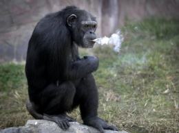 В Северной Корее курящая шимпанзе стала звездой зоопарка