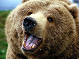 В Томске медведь из шашлычной откусил руку пьяной девушке