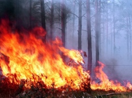 Около 8 тыс человек эвакуированы в Канаде из-за лесных пожаров