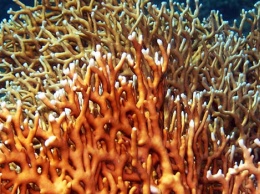 Открытый учеными коралл установил рекорд продолжительности жизни