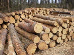На Черниговщине под видом больных сухостоя вырубили 700 кубометров здорового леса