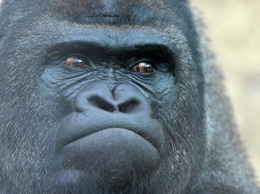 Экологи: гражданская война в Конго вызвала почти полное вымирание горилл