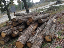 В Тернопольской обл. чиновник организовал незаконный лесной бизнес