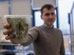 Табачная пыльца поможет ученым из России найти педаль "газа" у растений