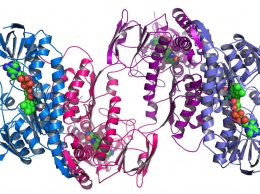 Биологи научились «слышать» фолдинг белков