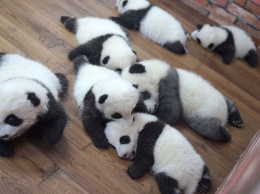 Публике стало доступно видео из китайского детского сада для панд