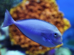 Климатические изменения на планете повлекли ослабление инстинктов выживания морских рыб