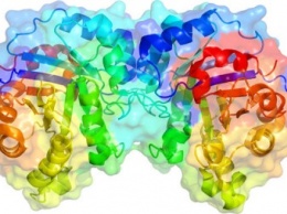 Ученые обнаружили фермент, способный предотвращать развитие болезни Альцгеймера