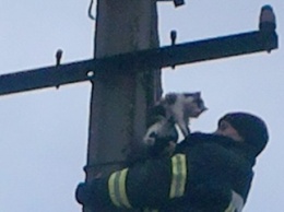 В Днепре пожарные спасли котенка, который взобрался на столб