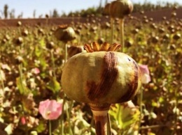 ООН: производство опиума в Афганистане стремительно растет