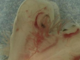 Ученые обнаружили эмбрион двуглавой акулы