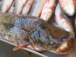 В Мариуполе малек пиленгаса зашел в Кальмиус. Рынки заполнены рыбой (ФОТО)