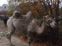 В Казани полицейские задержали сбежавшего верблюда