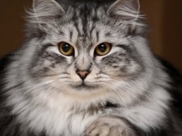 Ученые: Определена причина появления аллергии на кошек