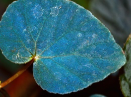 Голубой цвет листьев растений улучшает фотосинтез - ученые