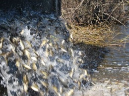 В пруду Запорожской АЭС появился враг водорослей