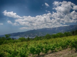 Крымские виноделы предложили вместо уплаты акцизного сбора высаживать виноградники