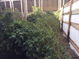 СБУ обнаружила на Кировоградщине пять тонн урожая элитной марихуаны