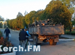 В Приморском паре Керчи продолжают вырубать деревья