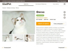 В Одессе запустили сайт, помогающий найти дом животным из приютов