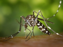 Ученые в Бразилии специально выращивают комаров с вирусом Зика