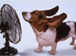 Пес придумал, как охладиться в жуткую жару - Это надо видеть! (ВИДЕО)